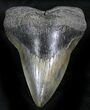 Gargantuan Megalodon Tooth - South Carolina #28021-1
